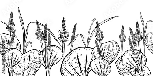 Plantain plant outline vector seamless border. Herbal plant graphic illustration hand drawn repeat horizontal banner. Botanical black white drawing for apothecary, medicine and natural product design.