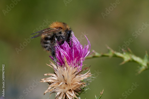Amazing and hardworking bee is very important pollinator in nature ecosystem, Danubian wetland, Slovakia
