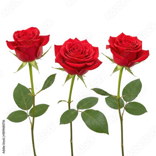 Beautiful red roses with green leaves on white background representing love and elegance