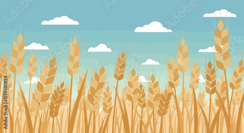 Golden wheat field under a serene blue sky with fluffy clouds.