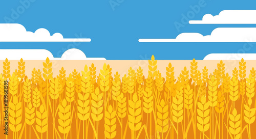 Golden wheat field under a blue sky with white clouds.
