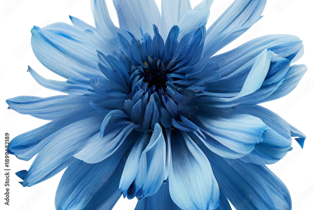 Obraz premium Vibrant blue flower isolated on transparent background with delicate layered petals and fresh botanical beauty
