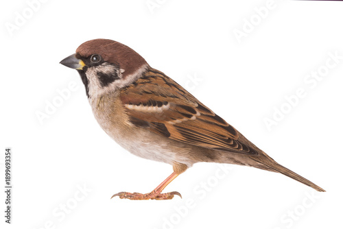 Photography sparrow isolated on white background