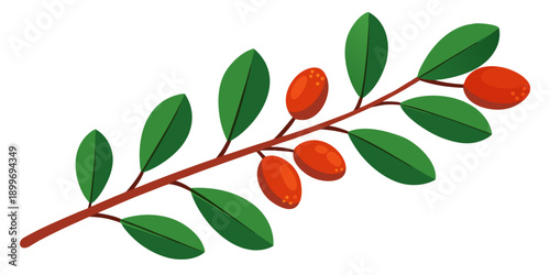Isolated barberry branch with leaf on white
