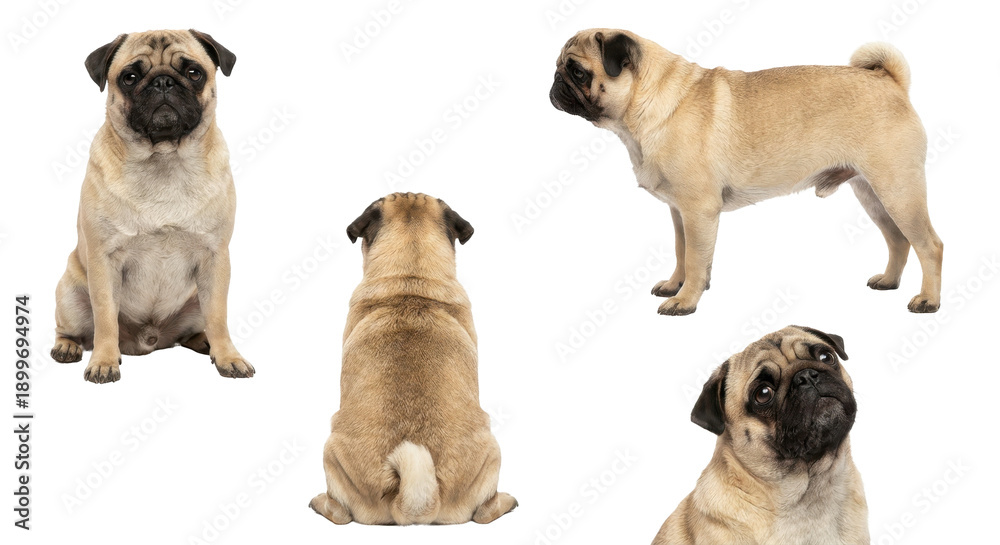 Fototapeta premium Collection of cute pedigree pet angles including profile close up and sitting isolated