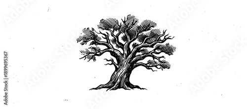 Hand drawn sketch of an old gnarled oak tree isolated on white
