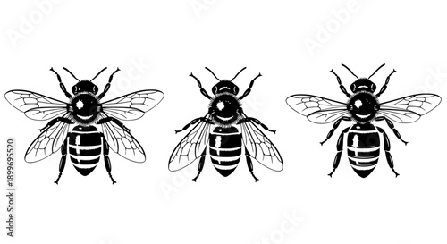 Three Symmetrical Black and White Honey Bee Illustrations Featuring Detailed Wings and Distinctive Abdominal Stripes.