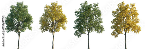 Foto Set of autumn and summer Robinia (commonly known as locusts or false acacias) fr