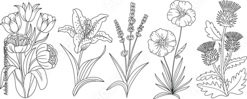 Art & IllustrationHand drawn wildflower botanical line art vector set with lily, lavender and poppy outlines for coloring book design projects