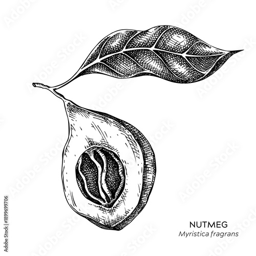 Nutmeg hand drawn vector illustrations set. Vintage botanical sketch of spice plant. Not AI generated.