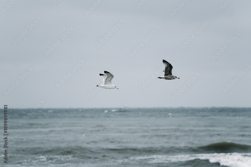 Fototapeta premium A group of seagulls soaring over a choppy sea under an overcast sky, their wings spread wide in mid-flight, creating a dynamic coastal scene