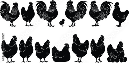 Black chicken silhouette set including rooster hen chick eggs farm poultry collection isolated vector illustration bundle for agriculture design projects