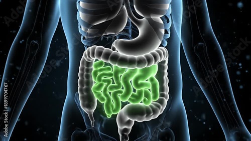 Human Small Intestine Anatomy Animation on a Transparent Blue Background for Medical Education and Healthcare Promotion