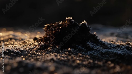 Wallpaper Mural A close-up time-lapse captures a tiny green seedling pushing through dark, frost-covered soil under the warm glow of sunrise. The sprout slowly emerges, symbolizing new life and spring breaking the g Torontodigital.ca