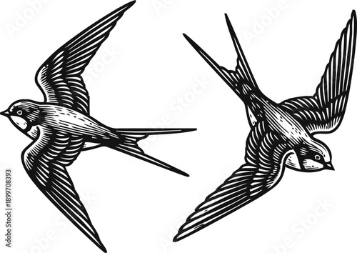 Two swallows flying in opposite directions with detailed black and white wing feathers illustration