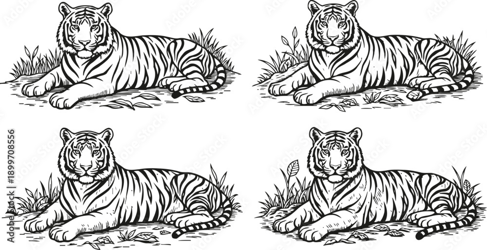 Fototapeta premium Illustrations of reclining tigers with detailed stripes, resting in grass and foliage