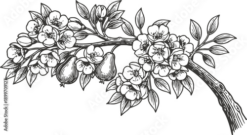 Flowering branch with pears, detailed hand drawn fruit tree twig with blooming flowers and leaves