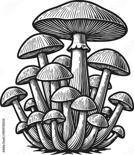 Cluster of mushrooms growing together with detailed caps and stems in black and white illustration