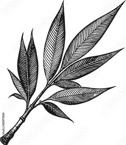 Detailed black and white illustration of a leafy plant branch with elongated textured leaves