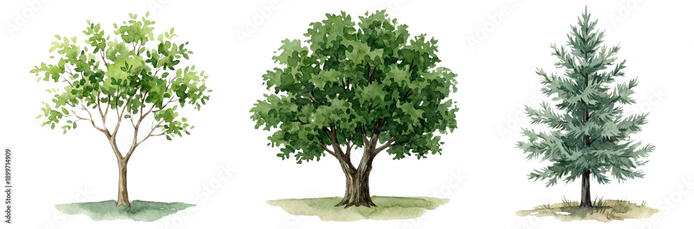 Fototapeta premium Three Different Trees: Deciduous, Broadleaf, and Evergreen, Isolated on White
