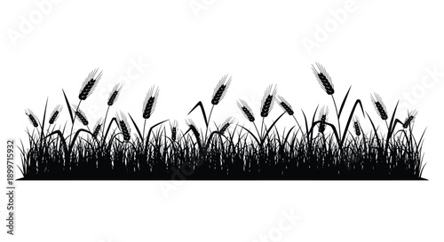 A striking black silhouette of wheat stalks and grasses creates a natural border on transparent background high quality professional detailed modern