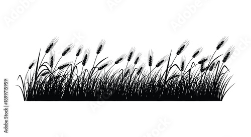 A striking black silhouette of tall grasses and wheat stalks against a void perfect for designs on transparent background silhouette