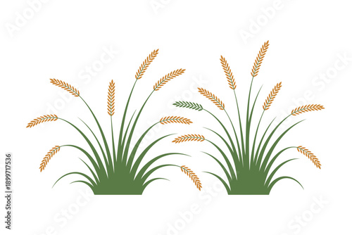 An illustration of two green grass clumps with golden wheat ears