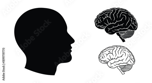 A striking image depicting a human head profile alongside detailed brains presented as a silhouette on transparent background high quality professional