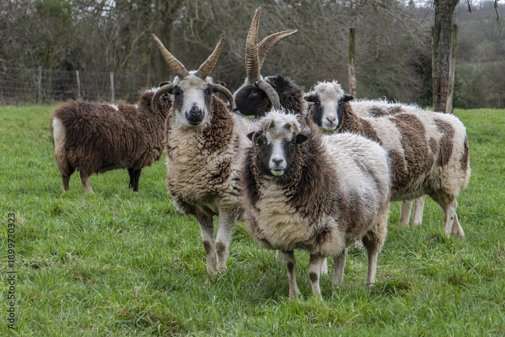 Obraz premium Moutons de Jacob, béliers et brebis dans un pré