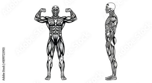 Detailed anatomical illustration of a muscular man in front and side views on transparent background silhouette high quality professional detailed modern