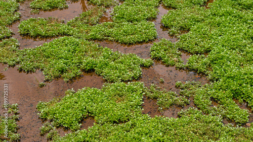 Fotografija A wide shot of a watercress (Selada Air) plantation growing in a flooded field with clear running water