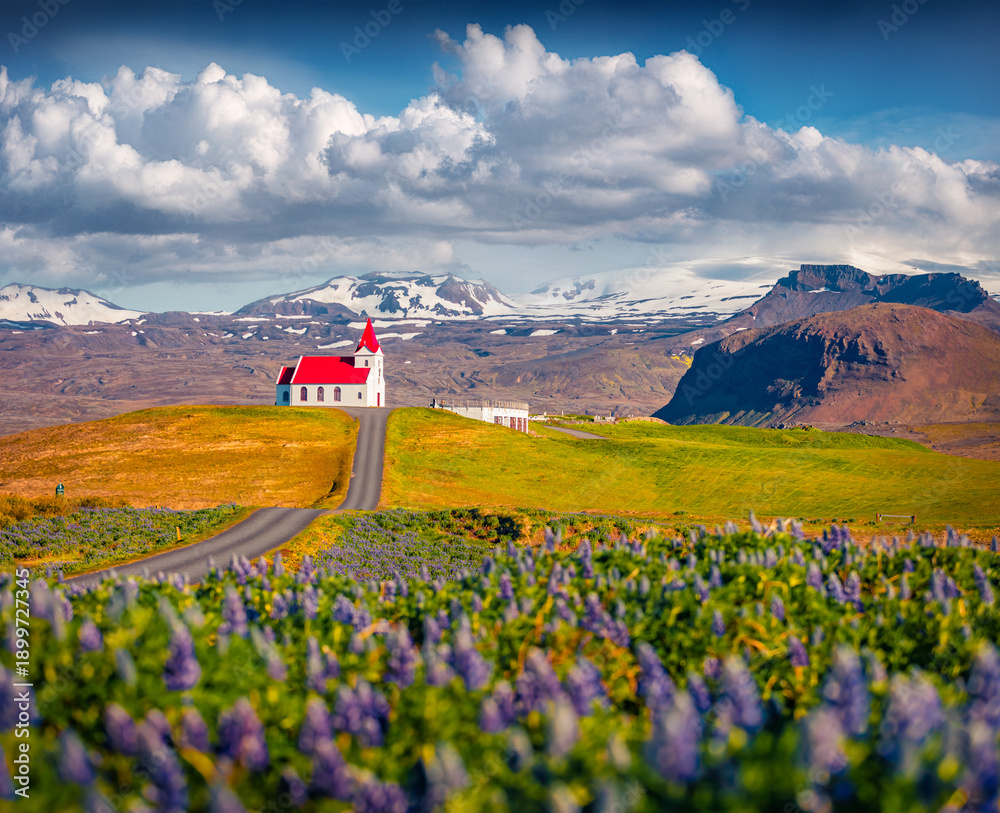 Obraz premium Picturesque summer view of Ingjaldsholl church. Wonderfull morning scene of Iceland with field of blooming lupine flowers and huge snowy peaks on background. Beauty of nature concept background.