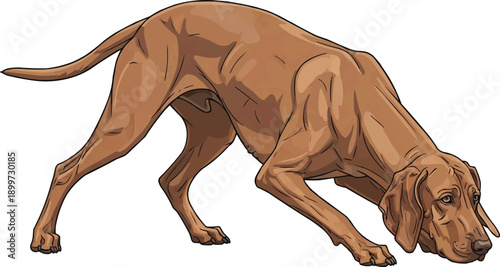 Segugio Italiano dog crouched alert hunting movement 