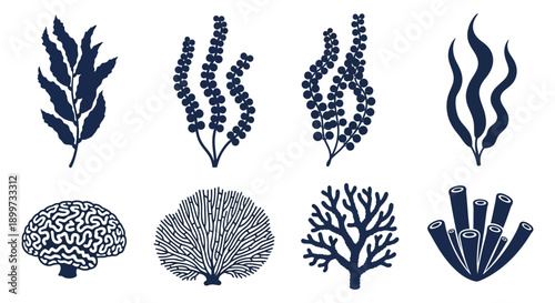 A collection of detailed blue seaweed and coral illustrations presented as a silhouette on transparent background high quality professional modern elegant