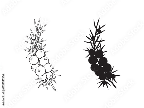 Black and white illustration of barberry plant with spiny berries cluster