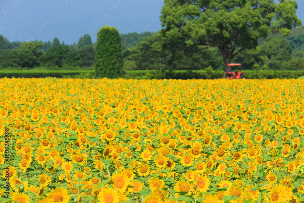 Fototapeta premium Vast Sunflower Field Under Bright Blue Summer Sky