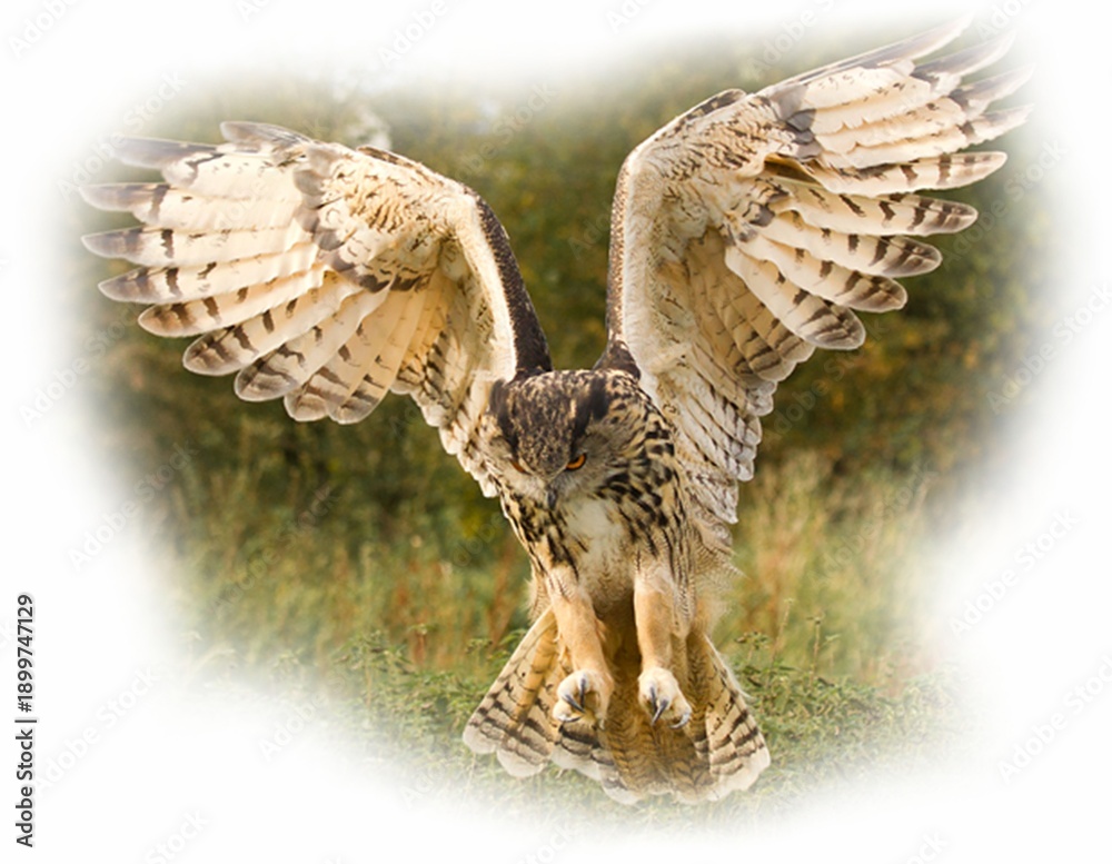 Fototapeta premium Owl T-shirt