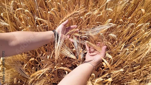 Woman touching fresh wheat on the farm.