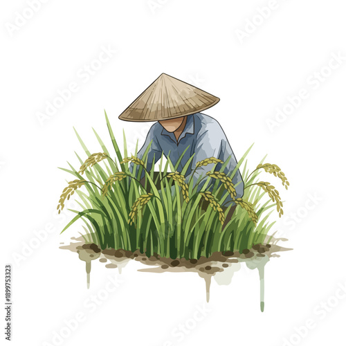Traditional Asian rice farmer wearing a conical hat, diligently tending to a lush green paddy field. Hand-drawn watercolor illustration depicting agricultural work and harvest.