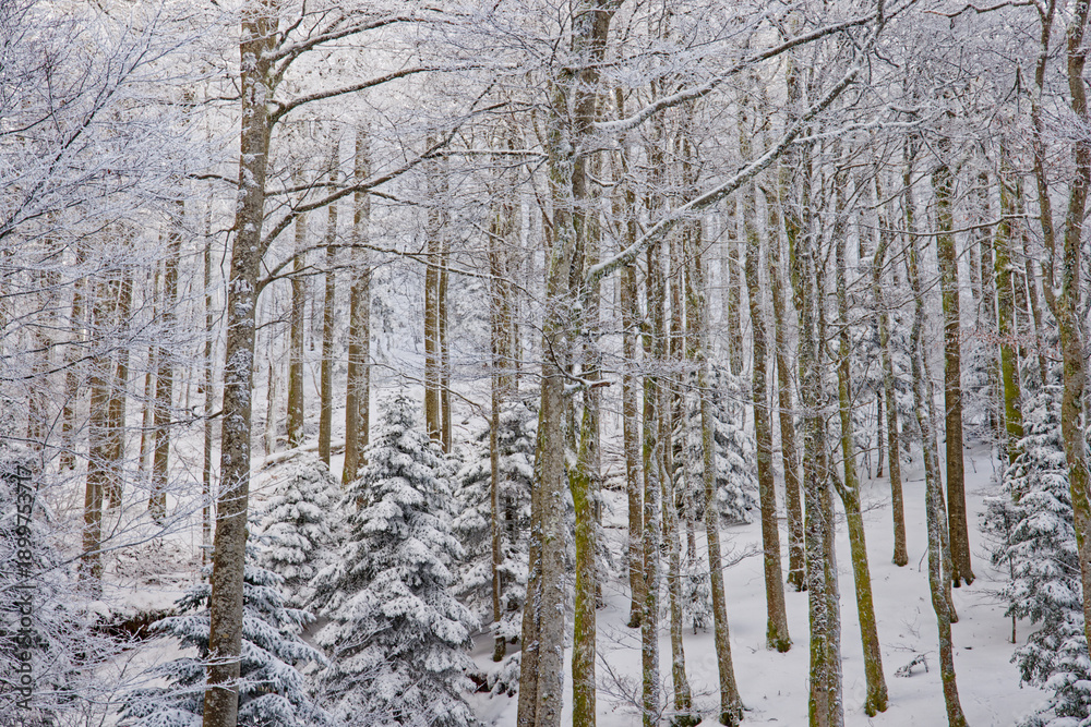 Fototapeta premium Hêtraie d'altitude