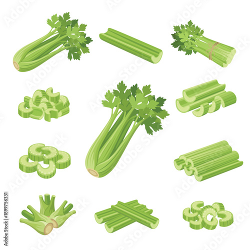 Fresh Celery Set – Whole, Cut, and Sliced Celery Sticks Flat Vector Illustration