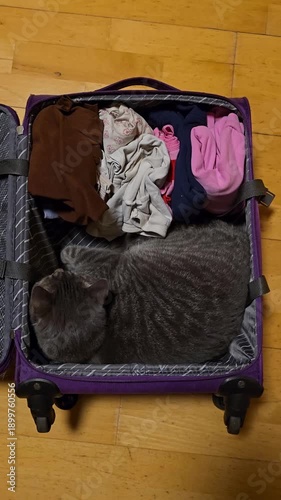 Cat in the luggage ready to travel
