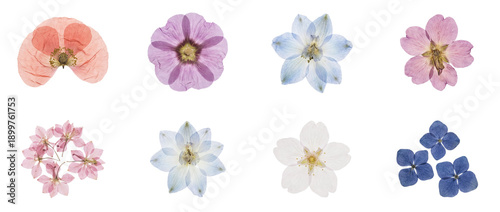 Photos Collection of real pressed flowers in pastel colors, botanical set isolated on t