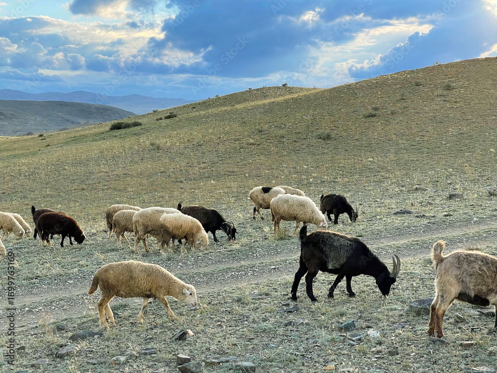 Fototapeta premium Mountain goat and sheep grazing on a lawn in the mountains in autumn day