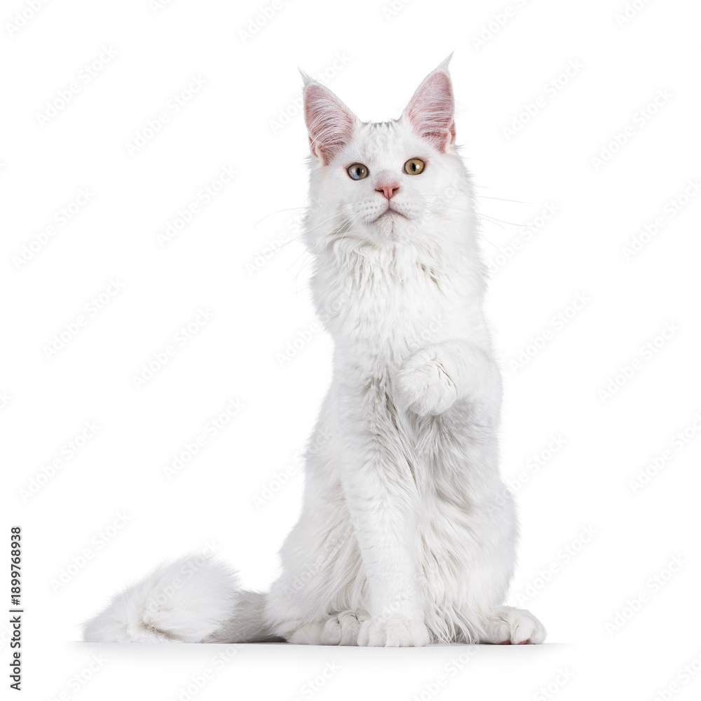 Obraz premium Young solid white maine coon cat sitting up facing front. Looking towards camera with odd eyes. Isolated on a white background.