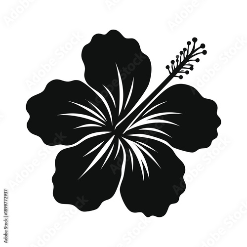 Black and white hibiscus flower with magnifying glass