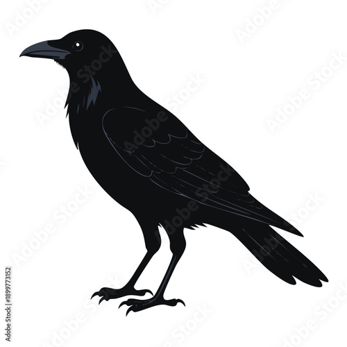 Black crow standing on white background with blue circle
