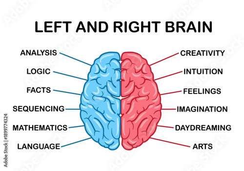 Left and right human brain concept. Creative part and logic part of brain infographic vector illustration.
