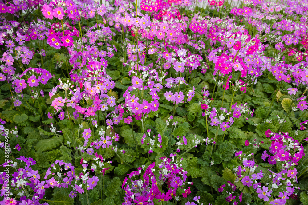 Fototapeta premium The blooming primrose plant