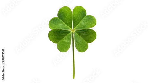 Four-leaf clover isolated on transparent background